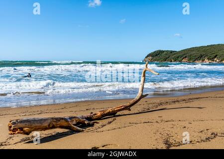 La spiaggia sabbiosa del Golfo di Baratti, nel comune di Piombino, lungo la Costa degli Etruschi, provincia di Livorno, Toscana, Italia Foto Stock
