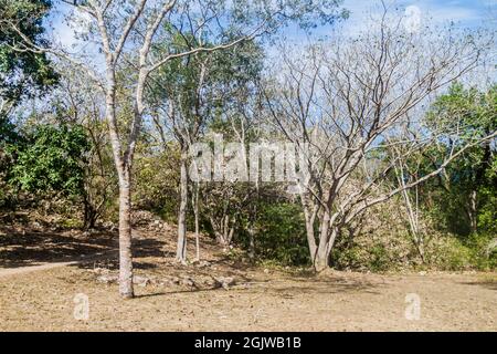 Edificio non restaurato coperto dalla foresta nel gruppo di templi nord-ovest presso le rovine dell'antica città maya Uxmal, Messico Foto Stock