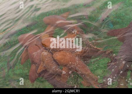 Gruppo di squali infermieri Ginglymostoma cirratum nel vicolo Shark Ray, Belize Foto Stock