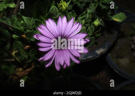 fiore viola con sfondo sfocato Foto Stock
