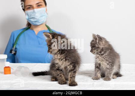 Il veterinario e due piccoli gattini nell'ufficio del medico. Gattini guardare il medico. Clinica veterinaria. Foto Stock