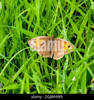 Meadow Brown Butterfly su erba bagnata, Inghilterra, Regno Unito. Foto Stock
