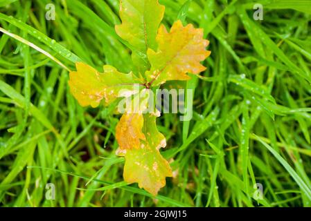 English Oak sapling (Quercus robur) che cresce selvaggio in un prato erboso, Inghilterra, Regno Unito. Foto Stock