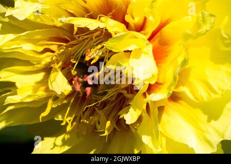 Itoh Peony 'il tesoro del giardino' Peony intersezionale cultivar flower giallo Paeonia fiore Foto Stock