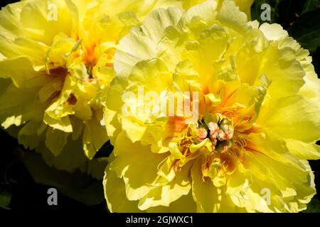 Itoh Peony flower 'Garden Treasure' giallo Paeonia cultivar intersezionale Foto Stock