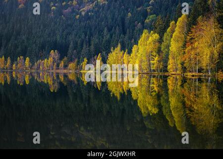 Splendido paesaggio autunnale con colorati alberi di betulla sulla riva del lago. Famoso luogo turistico e di viaggio con lago di Sant'Ana, Transilvania, Romania, UE Foto Stock