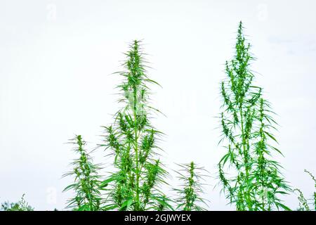 Piante cime di Cannabis sativa selvaggia. Erba verde. Primo piano. Foto Stock