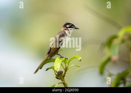 Primo piano di un bulbo (cinese) con luce ventilata (Pycnonotus sinensis) seduto in un albero durante la primavera del giorno di sole Foto Stock