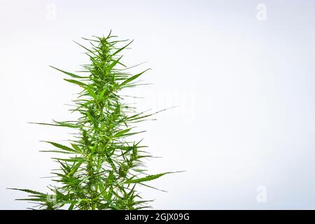 Piante cime di Cannabis sativa selvaggia. Erba verde. Primo piano. Foto Stock