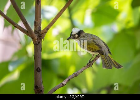 Primo piano di un bulbo (cinese) con luce ventilata (Pycnonotus sinensis) seduto in un albero durante la primavera del giorno di sole Foto Stock