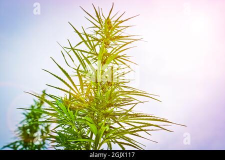 Piante cime di Cannabis sativa selvaggia. Erba verde. Primo piano. Foto Stock