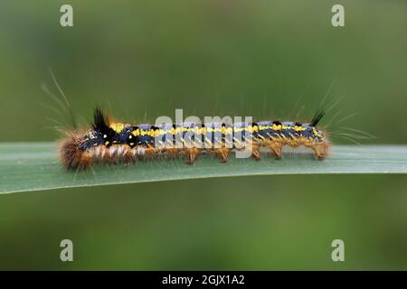 Il bevitore Moth Euthrix potatoria Caterpillar - Early Instar Foto Stock