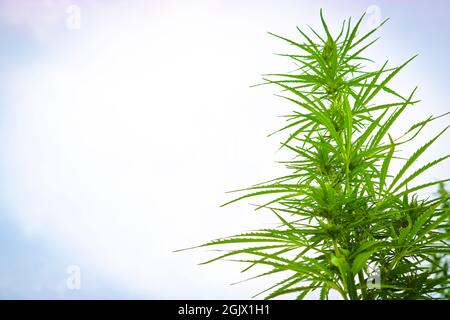 Piante cime di Cannabis sativa selvaggia. Erba verde. Primo piano. Foto Stock