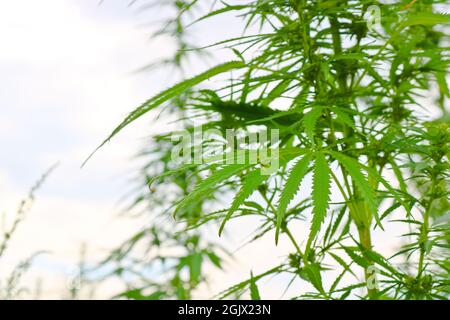 Piante cime di Cannabis sativa selvaggia. Erba verde. Primo piano. Foto Stock