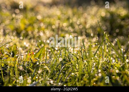Fresco mattina presto sul campo. Erba verde con gocce di rugiada e luce del sole. Real è bello. Foto Stock