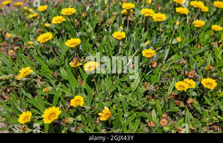 Margherite gialle che crescono sul campo in primo piano alla luce del sole Foto Stock