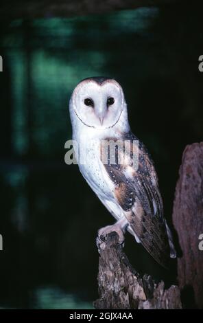 Australia. Queensland. Fauna selvatica. Uccello di preda. Eastern Barn Owl. Tyto javanica. Foto Stock