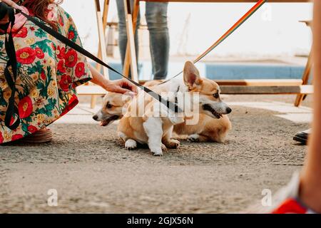 Un bellissimo cani Corgi. Felice animale domestico, ritratto di un corgi dorato. Formazione per animali domestici, spettacolo per cani, concetto di cibo per cani Foto Stock