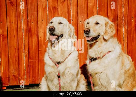 Due recuperatori d'oro adulti sullo sfondo di una recinzione rustica. Animali domestici felici in una giornata estiva Foto Stock