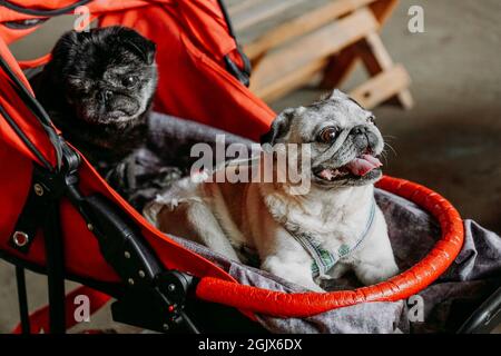 Due pugs per adulti in una carrozza rossa per bambini. Pug nero e grigio in una giornata estiva Foto Stock