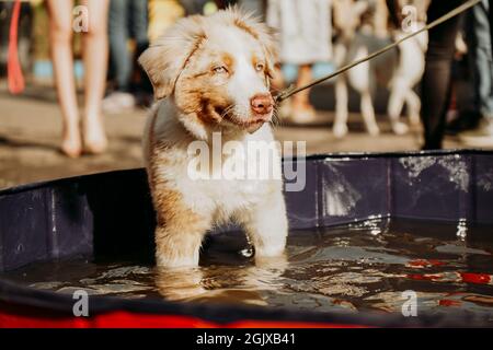 un cucciolo di pastore australiano con occhi blu bagna in una piscina per cani in una calda giornata estiva. Area in cui sono ammessi gli animali domestici Foto Stock