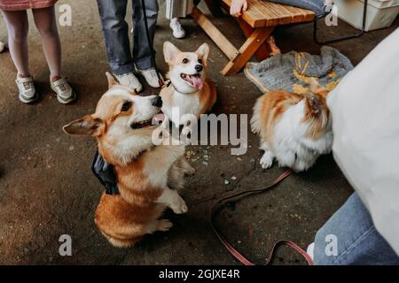 Tre piccoli cani seduti all'aperto. Tre corgi carini sui guinzagli. Spettacolo di cani nel parco della città. Giorno di sole Foto Stock