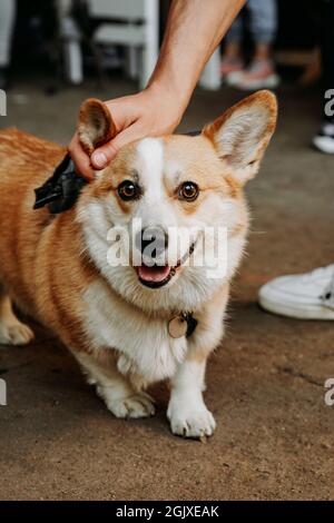 Un bel cane Corgi. Felice animale domestico, ritratto di un corgi dorato. Formazione per animali domestici, concetto di spettacolo per cani. Foto verticale. Corgi sorridendo e guardando la macchina fotografica Foto Stock