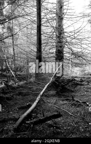 Foto in bianco e nero ad alto contrasto di alberi di foresta. Foto Stock