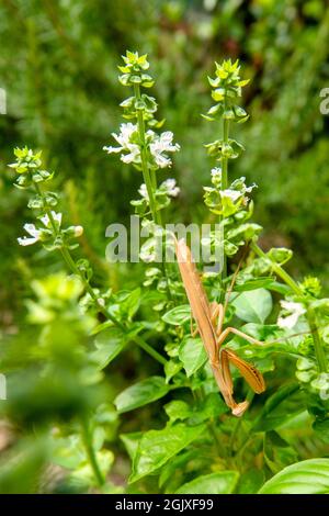 Mantis europea marrone (Mantis religiosa) su una pianta di basilico fiorito Foto Stock