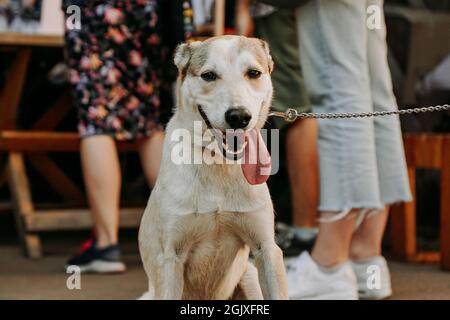 Divertente Sheepdog. Faccia sorridente dell'animale domestico con una linguetta lunga appesa. Dogmarket in città in una giornata di sole Foto Stock