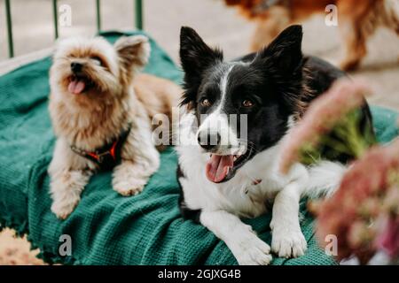Border Collie e Yorkshire Terrier si trovano su un lettino verde. Zona di Chill per animali nello spazio urbano per eventi. Dogmarket Foto Stock