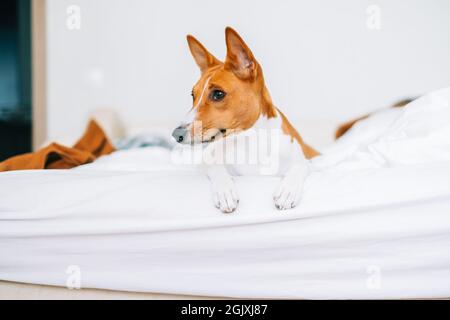 Carino basenji cane sdraiato su un letto a casa in luminoso soggiorno. Foto Stock