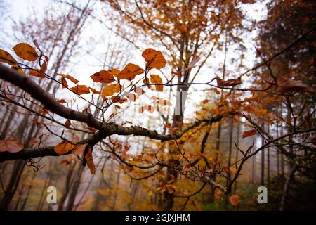 Ripido pendio nella foresta autunnale con case nella valle Foto Stock