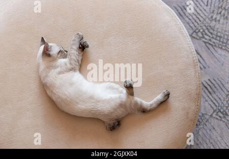 Gattino color point che dorme su un divano beige Foto Stock