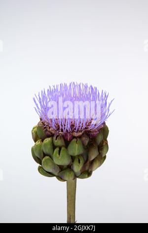 Foto studio di una testa di fiore di un Artichoke di Globe (Cynara cardunculus, varietà scolymus) su sfondo chiaro. Foto Stock