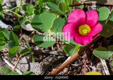 Il legno di porpora ('Oxalis purpurea') è un nativo del Sudafrica e un'erbaccia in Australia Foto Stock