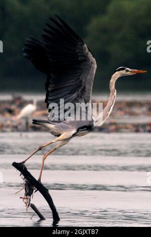 (210912) -- JAKARTA, 12 settembre 2021 (Xinhua) -- un airone grigio è visto sulla costa di Jakarta, Indonesia, 12 settembre 2021. La zona costiera di Giacarta è un habitat per gli uccelli acquatici. (Foto di Dedy Istanto/Xinhua) Foto Stock