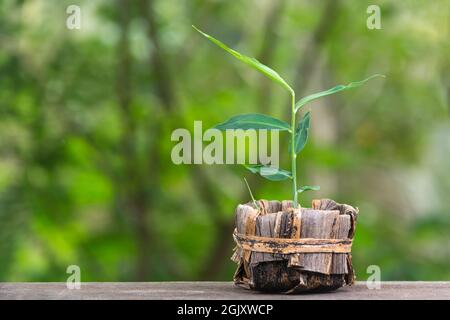pianta di zenzero giovane in una pentola fatta di foglia di banana, posta su una superficie di legno isolata in uno sfondo verde naturale all'aperto, primo piano di produzione propria h Foto Stock