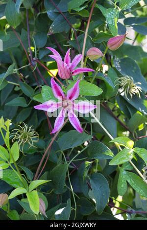 Clematis texensis 'Duchess of Albany' scarlatto clematis. Foto Stock