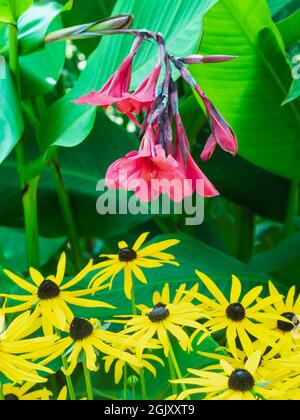 Piantagione esotica combinazione di cannella rosa fiorita x iridiflora 'Ehemanii' con fiori gialli a margherita di Rudbeckia fulgida var sullivantii Goldsturm Foto Stock