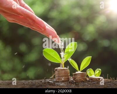 Le mani stanno innaffiando le piante crescenti sulle monete. Annaffiare a mano le piante che crescono su pila di monete impilate sul terreno. Gestione finanziaria e aziendale