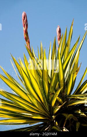 Yucca filamentosa'Golden Sword' Adams Needle yucca fiore bocciolo di piante da deserto Foto Stock