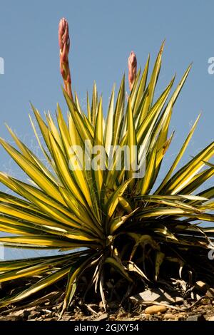 Adams Needle Yucca filamentosa Yucca flaccida 'Golden Sword' foglie variegate e germoglianti chiodi di fiori che torreggiano verso il cielo blu Foto Stock