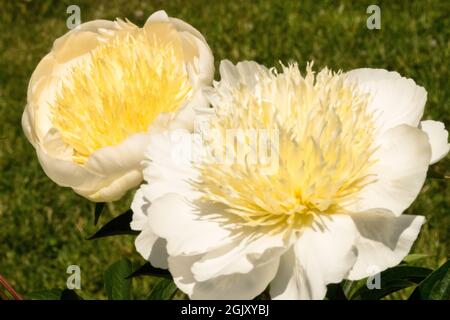 Guardie bianche di peonia "Carrara" con fiori bianchi, staminodi bianchi, bordati con pistole bianche gialle Foto Stock