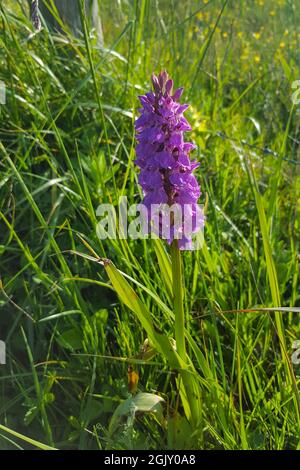 Fioritura Orchidea della palude meridionale (Dactylorhiza praetermissa) Foto Stock