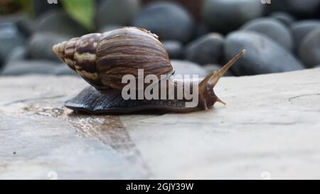 Gigantesca lumaca africana su un marciapiede a Kauai Foto Stock