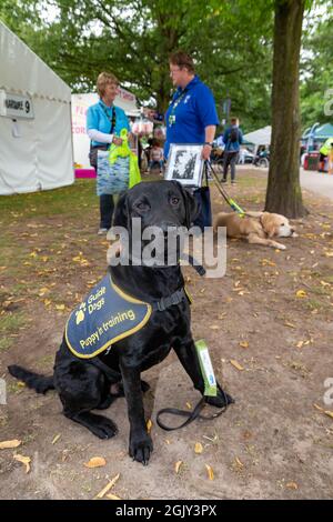 Walton Hall and Gardens, Warrington, Cheshire, Regno Unito. 12 settembre 2021. UK - Disability Awareness Day 30th Anniversary Event - The World's largest 'Not for profit' Voluntary-LED Disability Exhibition - guide dog cucciolo in training Credit: John Hopkins/Alamy Live News Foto Stock