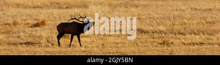 Banner di una silhouette di un toro Elk che si muove durante il solco nel Rocky Mountain National Park, Colorado, USA Foto Stock