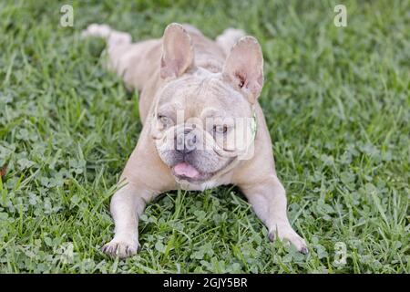 1-anno-vecchio scuro e chiaro Tan Merle francese Bulldog femmina Puppy riposante su erba. Parco per cani al guinzaglio nella California settentrionale. Foto Stock