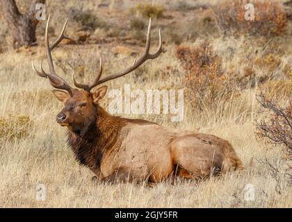 Grande Bul Elk che si trova in un campo, Rocky Mountain National Park, Colorado, Stati Uniti Foto Stock